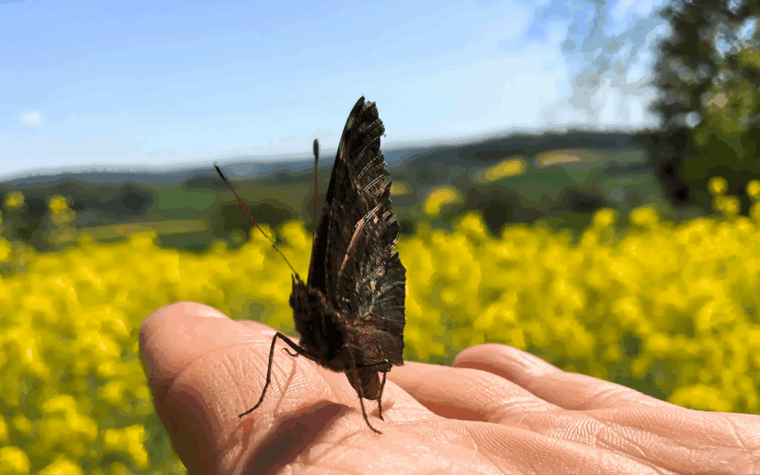 Ein Meer aus Schmet­ter­lin­gen